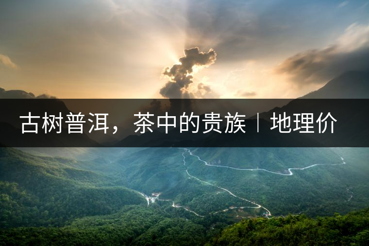 古樹普洱，茶中的貴族︱地理價(jià)值是普洱茶的最大資源優(yōu)勢(shì)