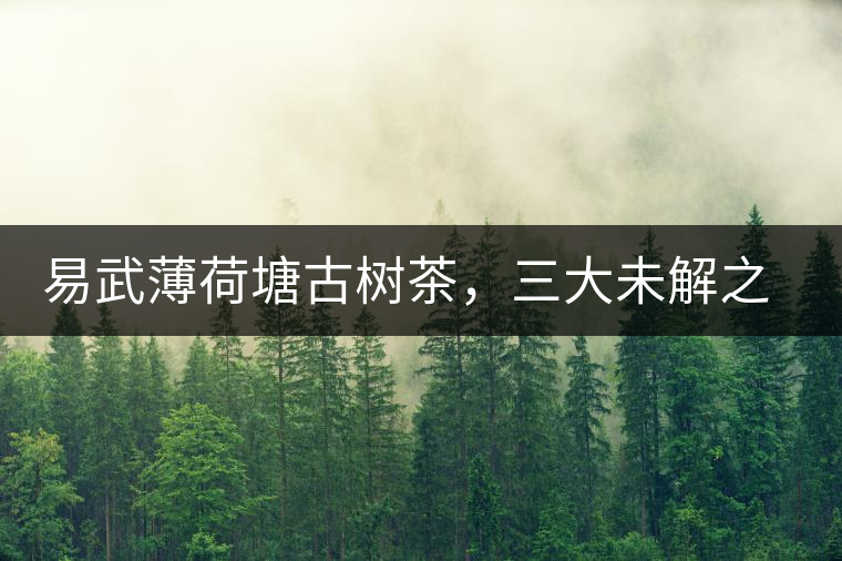 易武薄荷塘古樹茶，三大未解之謎