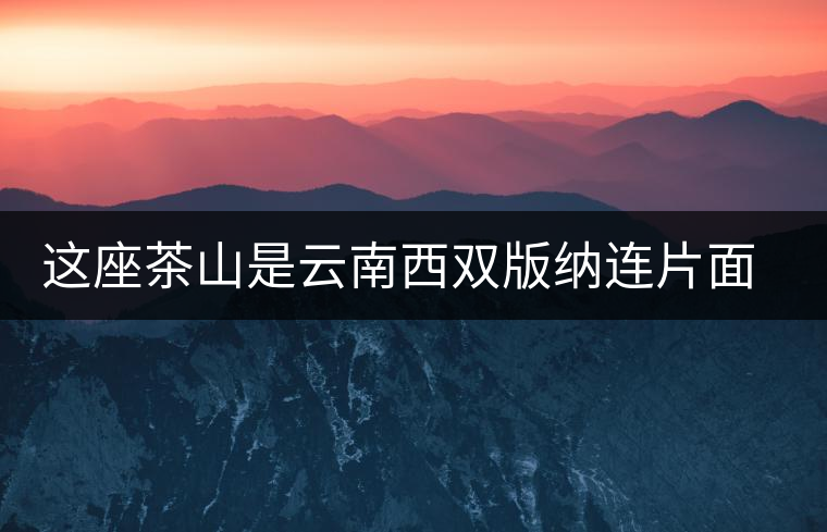 這座茶山是云南西雙版納連片面積最大的古茶園