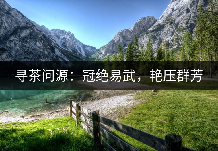 尋茶問源：冠絕易武，艷壓群芳