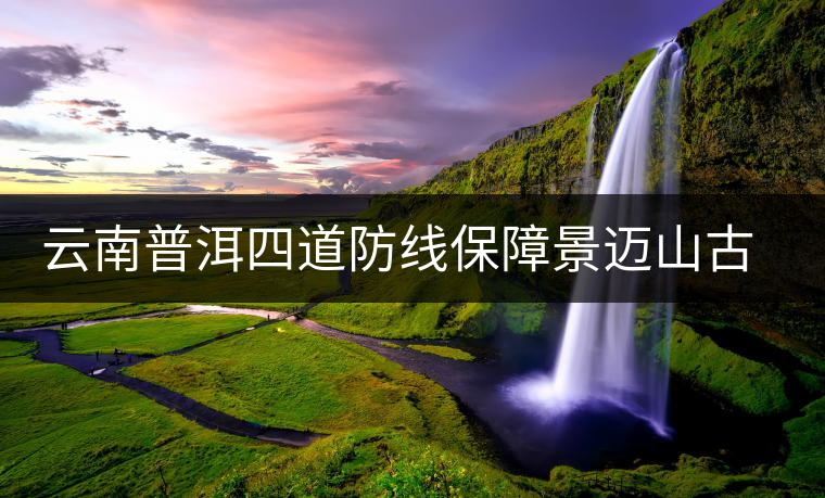 云南普洱四道防線保障景邁山古茶林普洱茶質量安全 云南普洱四道防線保障景邁山古茶林普洱茶質量安全