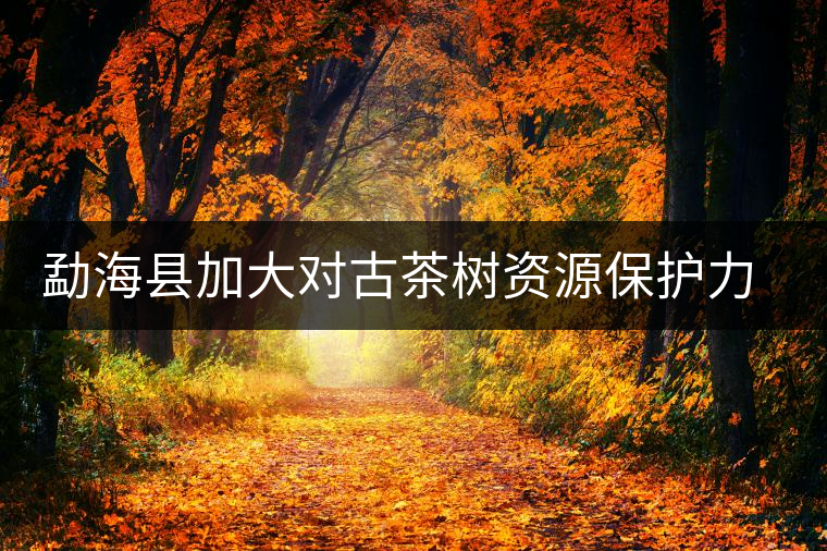 勐?？h加大對古茶樹資源保護(hù)力度