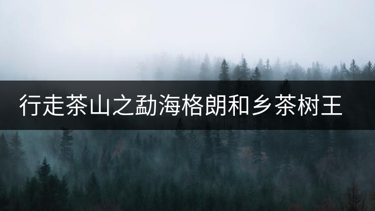 行走茶山之勐海格朗和鄉(xiāng)茶樹(shù)王考察記