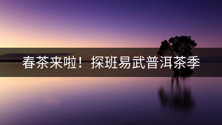 春茶來(lái)啦！探班易武普洱茶季