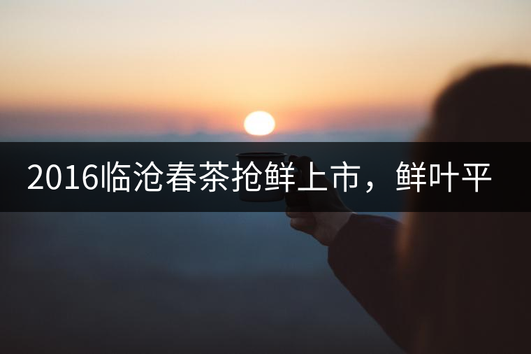 2016臨滄春茶搶鮮上市，鮮葉平均價(jià)同比去年減幅6.3%