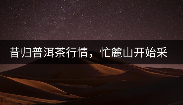 昔歸普洱茶行情，忙麓山開始采制春茶