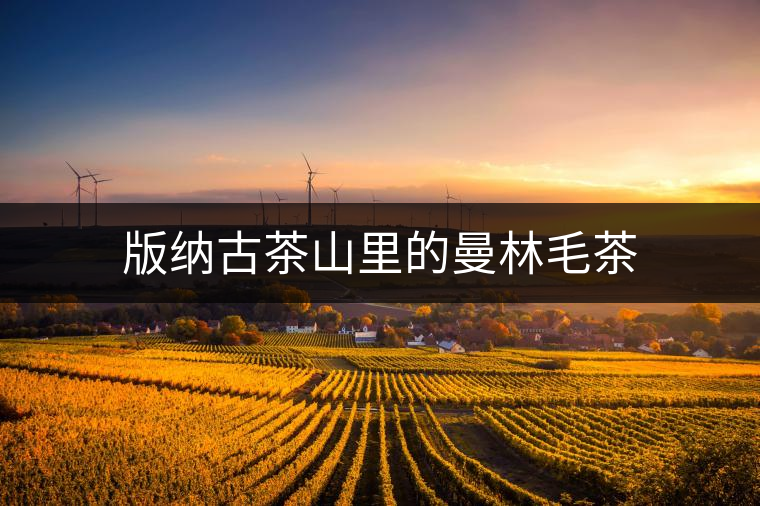 版納古茶山里的曼林毛茶