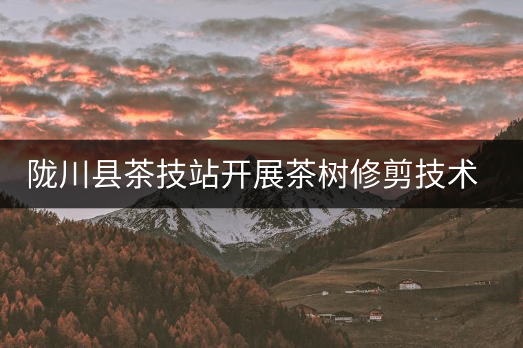 隴川縣茶技站開(kāi)展茶樹(shù)修剪技術(shù)培訓(xùn)會(huì) 隴川縣茶技站開(kāi)展茶樹(shù)修剪技術(shù)培訓(xùn)會(huì)