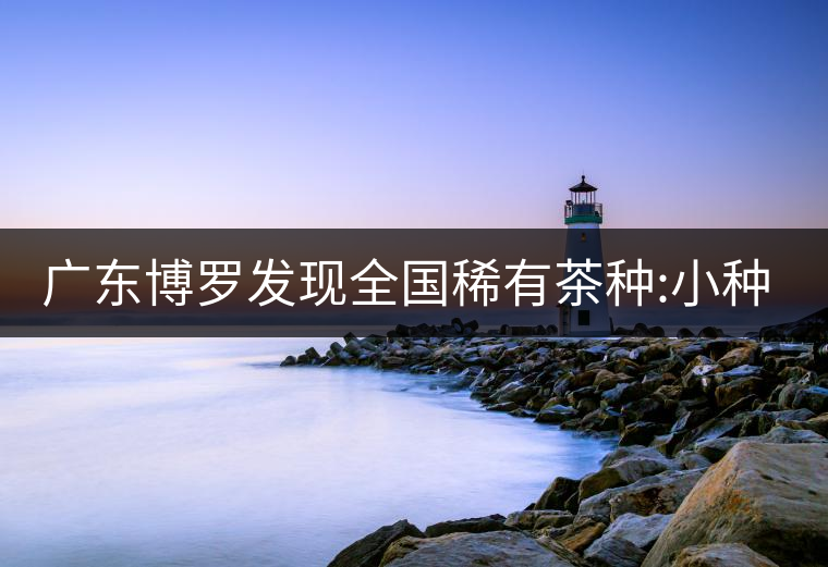 廣東博羅發(fā)現(xiàn)全國(guó)稀有茶種:小種紫芽茶 廣東博羅發(fā)現(xiàn)全國(guó)稀有茶種:小種紫芽茶