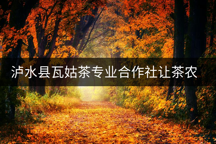 瀘水縣瓦姑茶專業(yè)合作社讓茶農(nóng)走上致富路 瀘水縣瓦姑茶專業(yè)合作社讓茶農(nóng)走上致富路