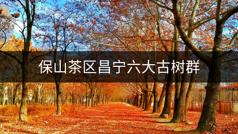 保山茶區(qū)昌寧六大古樹(shù)群