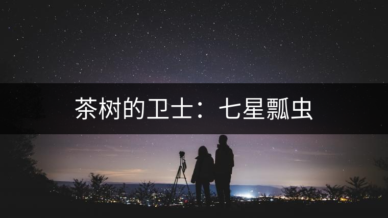 茶樹的衛(wèi)士:七星瓢蟲 茶樹的衛(wèi)士:七星瓢蟲