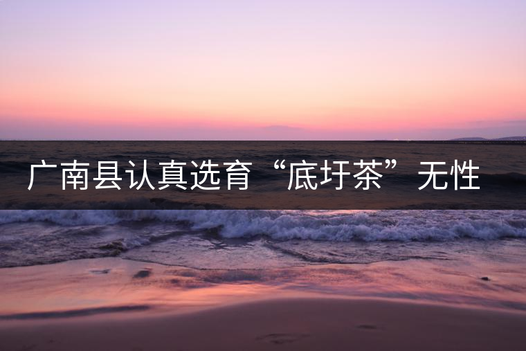 廣南縣認(rèn)真選育“底圩茶”無性系良種 廣南縣認(rèn)真選育“底圩茶”無性系良種