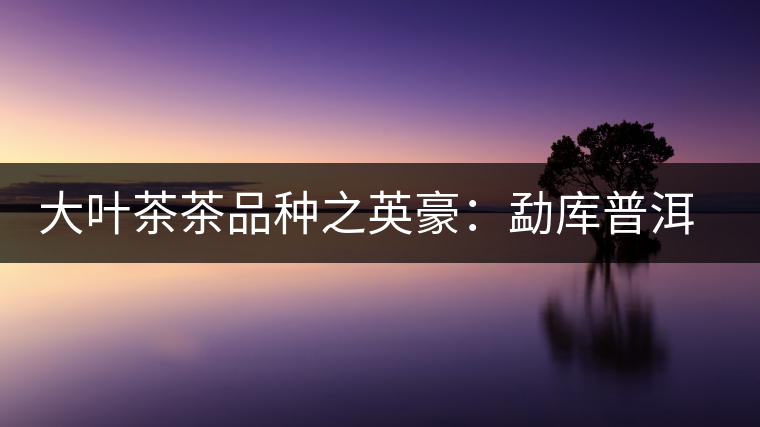大葉茶茶品種之英豪：勐庫(kù)普洱茶
