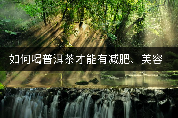 如何喝普洱茶才能有減肥、美容、抗癌之功效