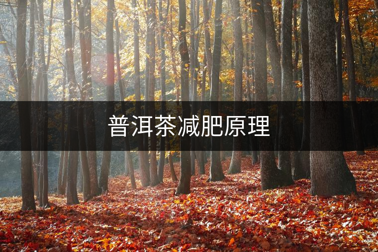 普洱茶減肥原理 普洱茶減肥原理