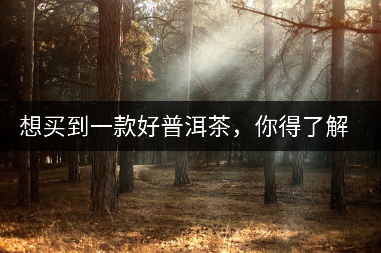 想買到一款好普洱茶，你得了解這些……