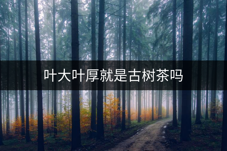 葉大葉厚就是古樹茶嗎 葉大葉厚就是古樹茶嗎