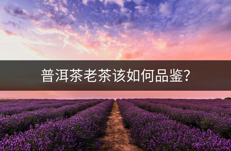 普洱茶老茶該如何品鑒？