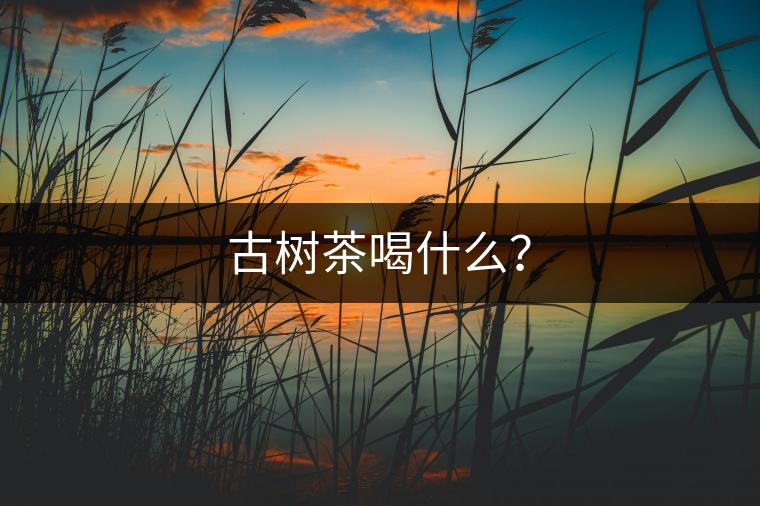 古樹(shù)茶喝什么？
