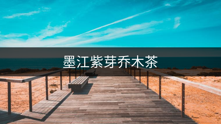 墨江紫芽喬木茶