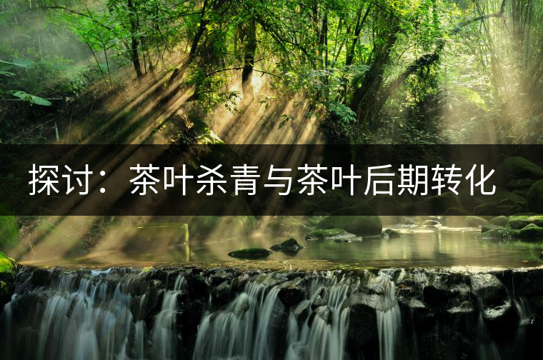 探討：茶葉殺青與茶葉后期轉(zhuǎn)化有什么關(guān)系？