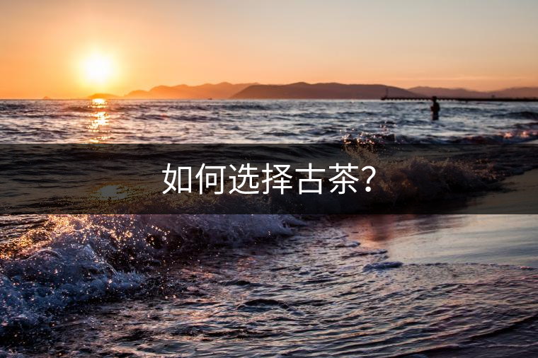 如何選擇古茶？