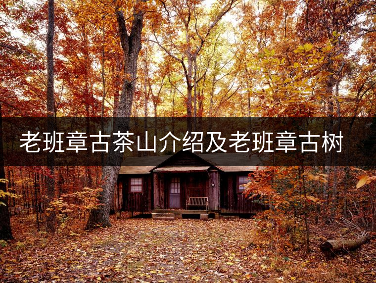 老班章古茶山介紹及老班章古樹茶的口感特點 老班章古茶山介紹及老班章古樹茶的口感特點