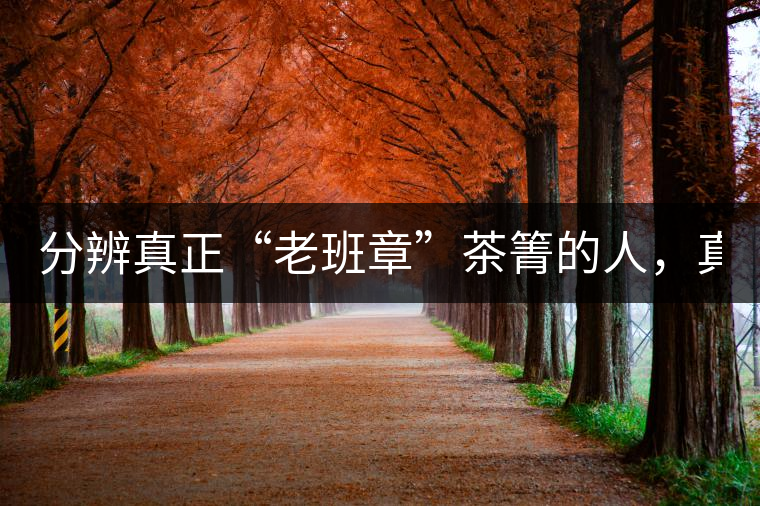 分辨真正“老班章”茶箐的人，真的不多！