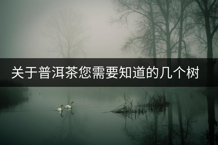 關(guān)于普洱茶您需要知道的幾個(gè)樹種 關(guān)于普洱茶您需要知道的幾個(gè)樹種