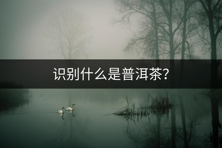 識(shí)別什么是普洱茶？