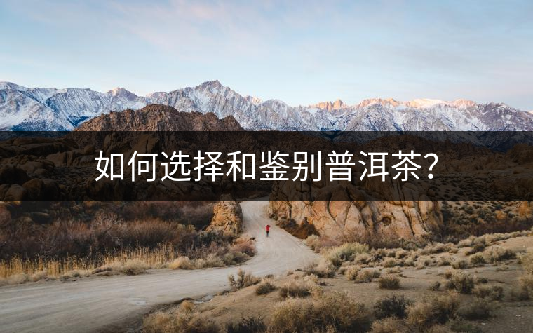 如何選擇和鑒別普洱茶？