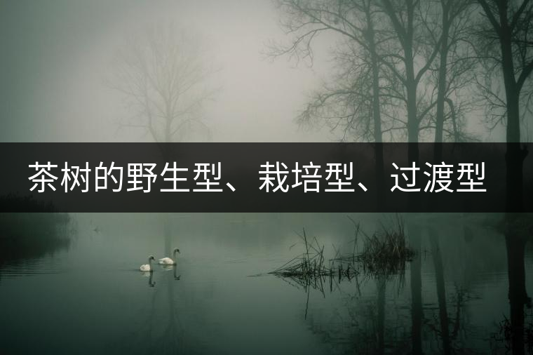 茶樹的野生型、栽培型、過渡型是怎么界定的？