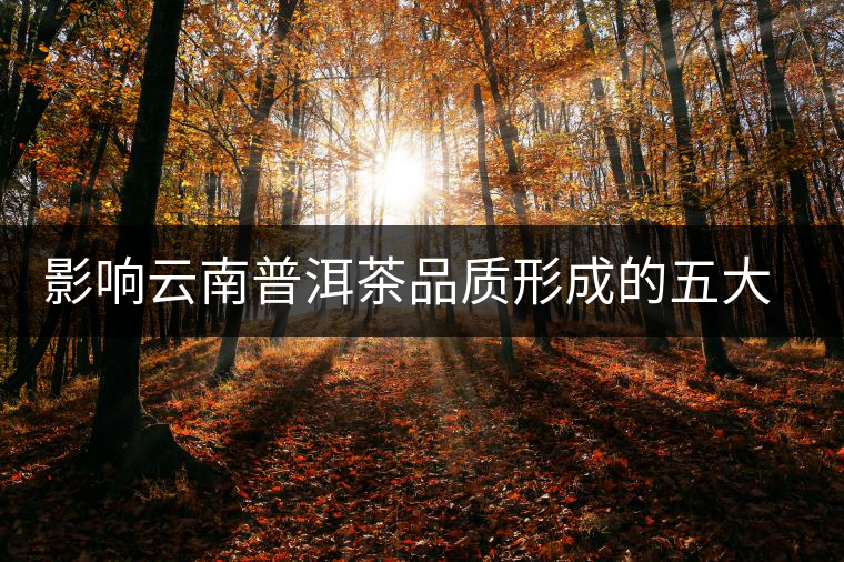 影響云南普洱茶品質形成的五大因素 影響云南普洱茶品質形成的五大因素