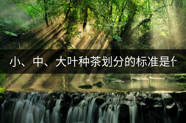 小、中、大葉種茶劃分的標(biāo)準(zhǔn)是什么？