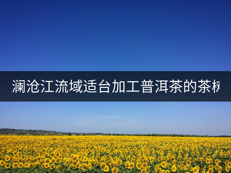 瀾滄江流域適臺(tái)加工普洱茶的茶樹(shù)品種有哪些?各有什么特點(diǎn)? 瀾滄江流域適臺(tái)加工普洱茶的茶樹(shù)品種有哪些?各有什么特點(diǎn)?