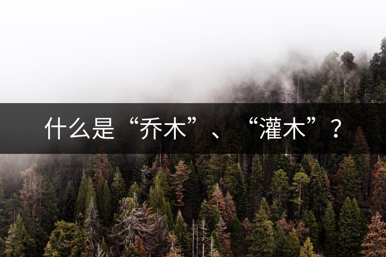 什么是“喬木”、“灌木”？