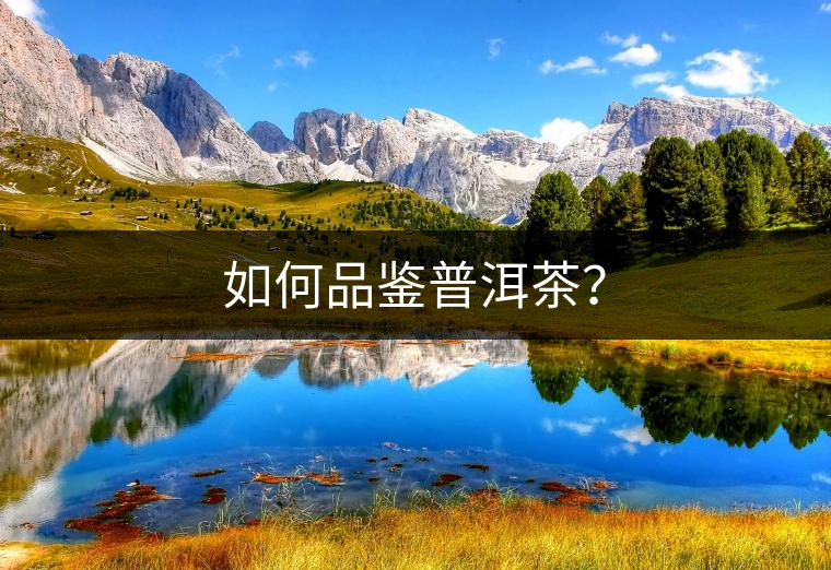 如何品鑒普洱茶？