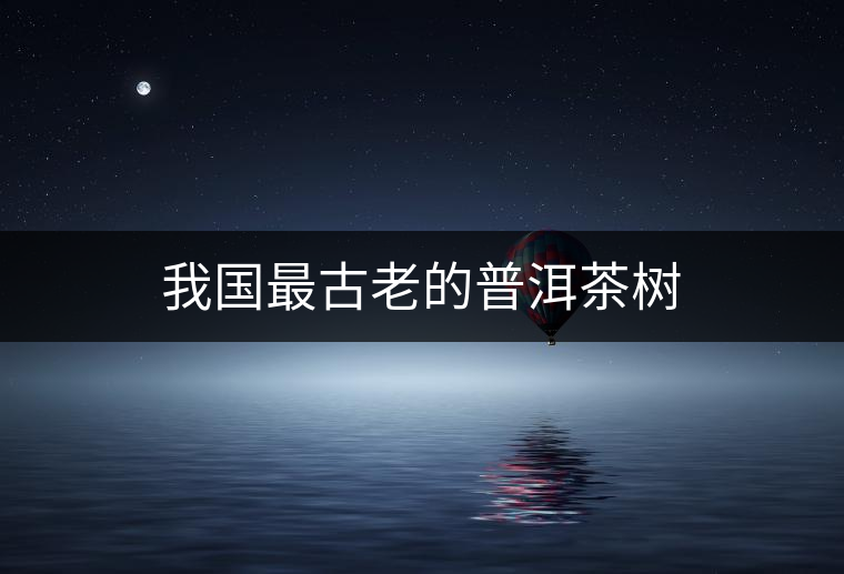我國(guó)最古老的普洱茶樹(shù) 我國(guó)最古老的普洱茶樹(shù)