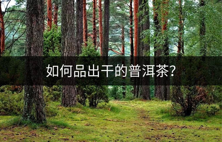 如何品出干的普洱茶？