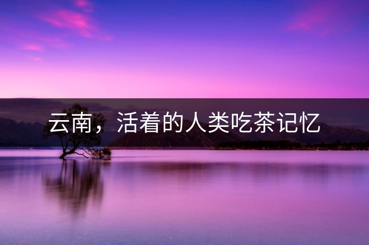 云南，活著的人類吃茶記憶