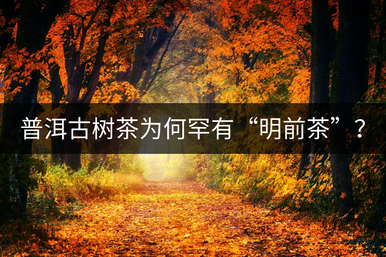 普洱古樹茶為何罕有“明前茶”？
