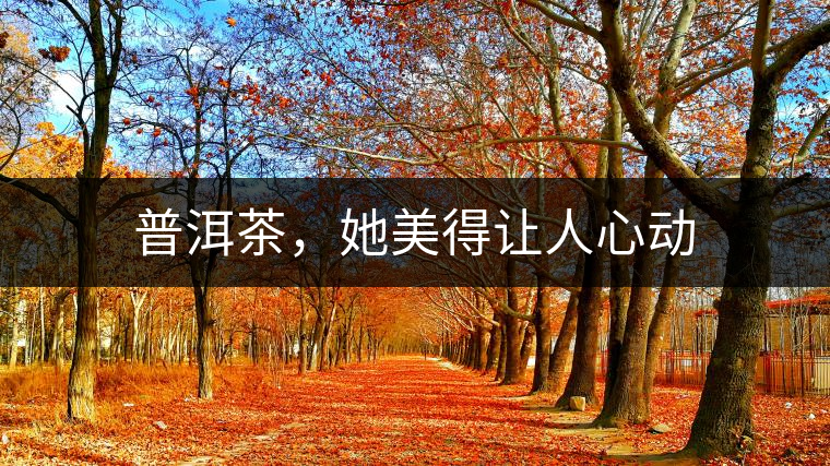 普洱茶，她美得讓人心動