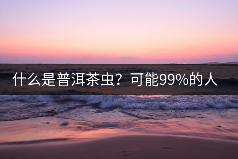 什么是普洱茶蟲？可能99%的人都不知道