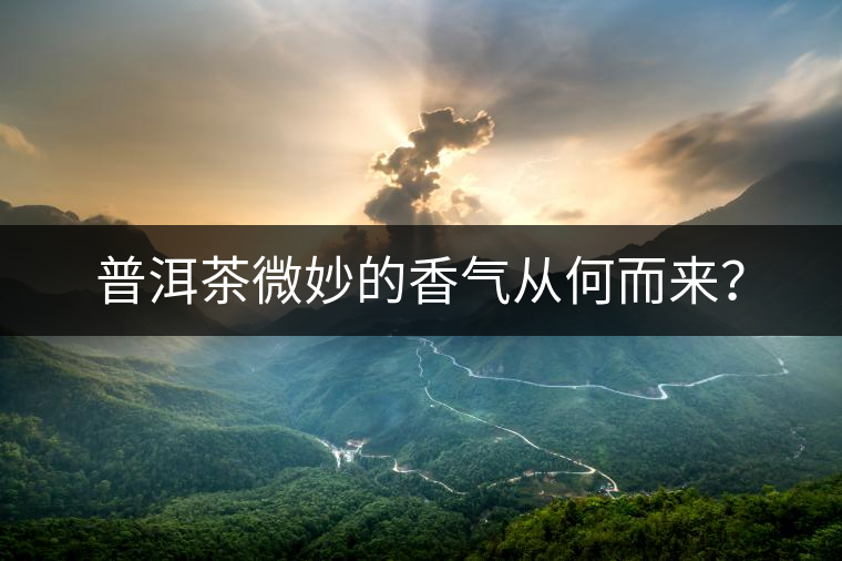 普洱茶微妙的香氣從何而來？