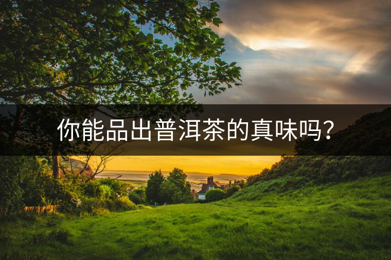 你能品出普洱茶的真味嗎？