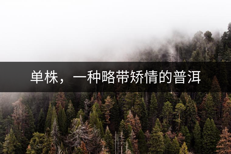 單株，一種略帶矯情的普洱