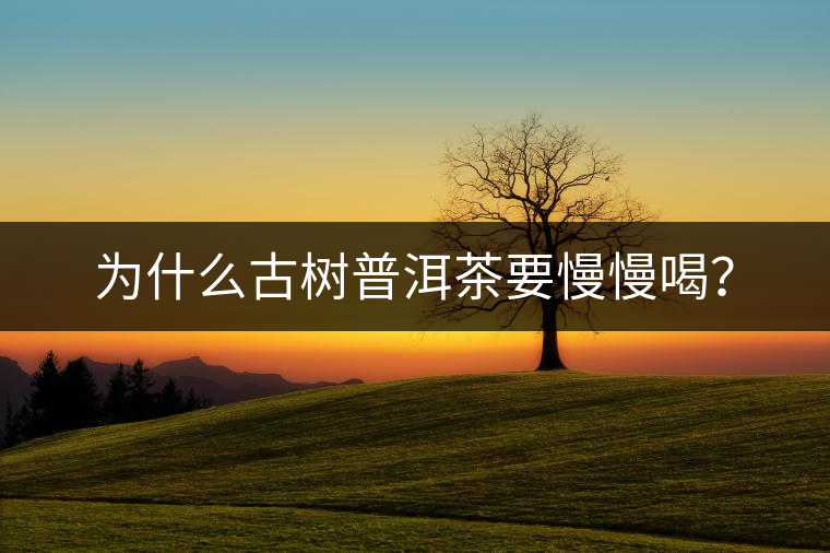 為什么古樹普洱茶要慢慢喝？