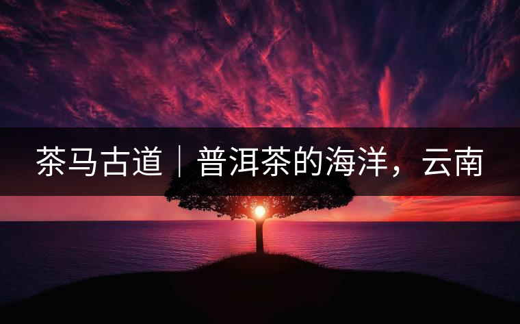茶馬古道｜普洱茶的海洋，云南