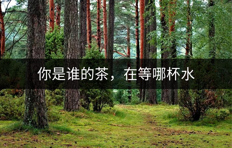 你是誰的茶，在等哪杯水